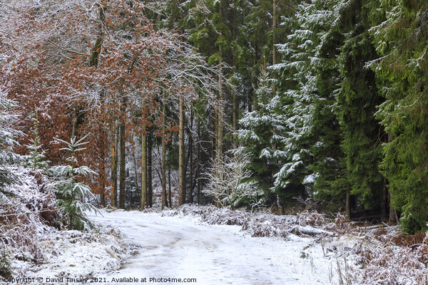 Snowy Woodland Walk No.2 Picture Board by David Tinsley