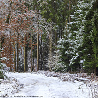 Buy canvas prints of Snowy Woodland Walk No.2 by David Tinsley