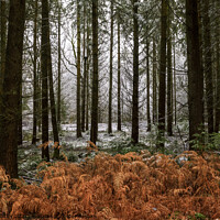Buy canvas prints of Snowy Woodland Walk No.5 by David Tinsley