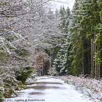 Buy canvas prints of Snowy Woodland Walk No.3 by David Tinsley