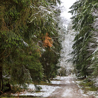 Buy canvas prints of Snowy Woodland Walk No.4 by David Tinsley
