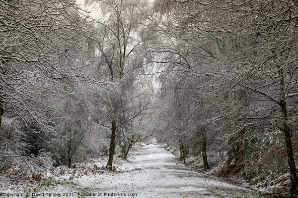Snowy Woodland Walk No.6 Picture Board by David Tinsley