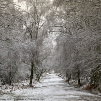 Buy canvas prints of Snowy Woodland Walk No.6 by David Tinsley