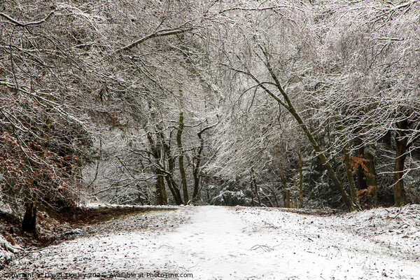 Snowy Woodland Walk No.7 Picture Board by David Tinsley