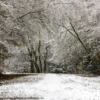 Buy canvas prints of Snowy Woodland Walk No.7 by David Tinsley