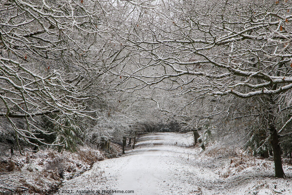 Snowy Woodland Walk No.8 Picture Board by David Tinsley