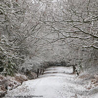 Buy canvas prints of Snowy Woodland Walk No.8 by David Tinsley