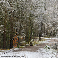 Buy canvas prints of Snowy Woodland Walk No.9 by David Tinsley