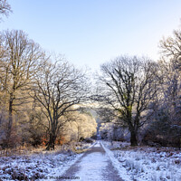 Buy canvas prints of Winter Forest Walk by David Tinsley