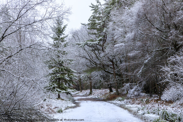 Snowy Woodland Walk No.1 Picture Board by David Tinsley