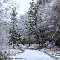 Buy canvas prints of Snowy Woodland Walk No.1 by David Tinsley