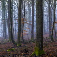 Buy canvas prints of Misty Winter Woodland by David Tinsley