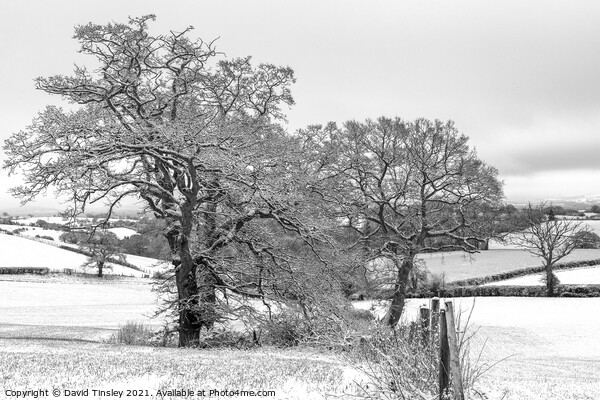 Snowy Oaks in Monochrome Picture Board by David Tinsley