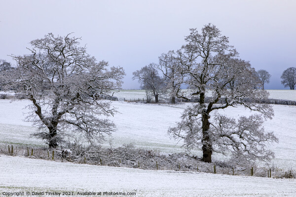 Snowy Oaks No.1 Picture Board by David Tinsley
