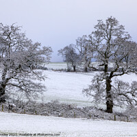 Buy canvas prints of Snowy Oaks No.1 by David Tinsley