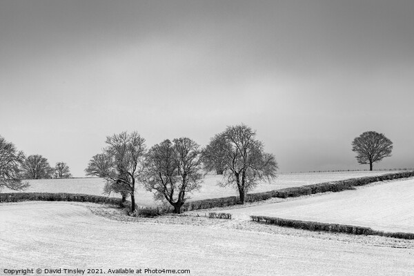 Snowy Oak Landscape Picture Board by David Tinsley