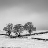 Buy canvas prints of Snowy Oak Landscape by David Tinsley