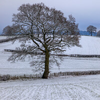 Buy canvas prints of Snowy Oaks No.2 by David Tinsley