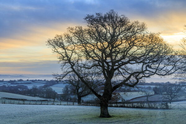 Oak Sunrise Picture Board by David Tinsley