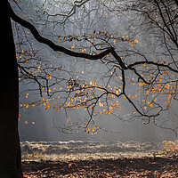 Buy canvas prints of Winter Beech Leaves by David Tinsley
