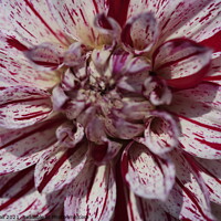 Buy canvas prints of Peppermint Dahlia by Tracy Hall