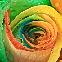 Buy canvas prints of Rainbow Rose by Tracy Hall