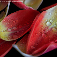 Buy canvas prints of Tulip Petals by Tracy Hall