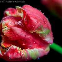 Buy canvas prints of Parrot Tulip by Tracy Hall