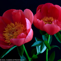 Buy canvas prints of Pink Peonies by Tracy Hall