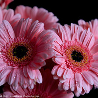 Buy canvas prints of Gerbera by Tracy Hall