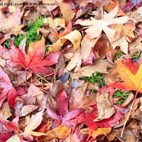 Buy canvas prints of Maple Leaves by Tracy Hall