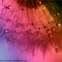 Buy canvas prints of Clockwork Rainbow Dandelion Seed by Tracy Hall
