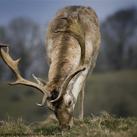 Buy canvas prints of Fallow Deer by Andy dean