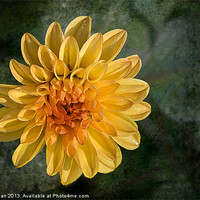 Buy canvas prints of Lone Dahlia by Andy dean