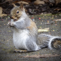Buy canvas prints of Squirrels breakfast by Andy dean