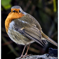 Buy canvas prints of One red robin by Andy dean