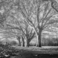 Buy canvas prints of Beneath the trees by Andy dean