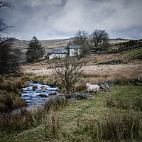Buy canvas prints of Moorland beauty by Andy dean