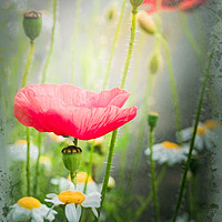 Buy canvas prints of Summer Poppy by Andy dean