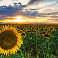 Buy canvas prints of Sunflowers Of Golden Hour by John De Bord