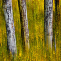 Buy canvas prints of Autumn Aspen Recollections by John De Bord
