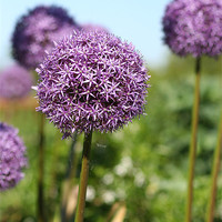 Buy canvas prints of Purple Allium Flower by Tracy Williams