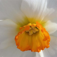 Buy canvas prints of Daffodil 1 by Barbara Schafer