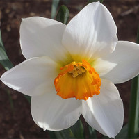 Buy canvas prints of Spring Daffodil by Barbara Schafer