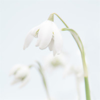 Buy canvas prints of Snowdrop by Malcolm Wood