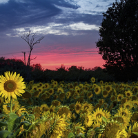 Buy canvas prints of  Sunflower Field At Sunset by Malcolm Wood