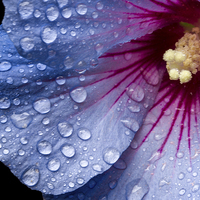 Buy canvas prints of  Rain On A Hibiscus by Malcolm Wood