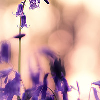 Buy canvas prints of Bluebell At Sunset by Malcolm Wood