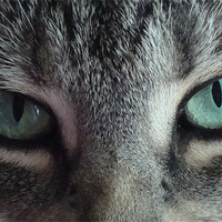 Buy canvas prints of Cats Eyes by Donna-Marie Parsons