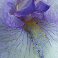 Buy canvas prints of Inside an Iris by Donna-Marie Parsons